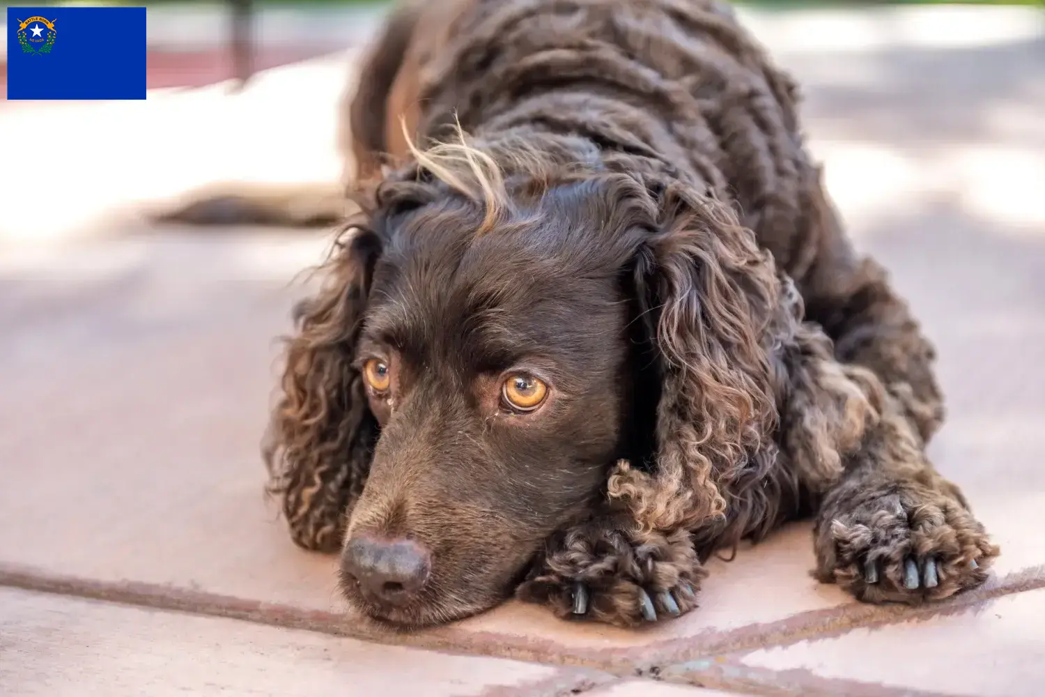 American Water Spaniel puppies and breeders Nevada Find American Water Spaniels breeders in Nevada.