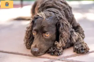 Read more about the article American Water Spaniel breeders and puppies in New Jersey