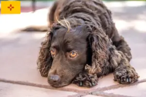 Read more about the article American Water Spaniel breeders and puppies in New Mexico