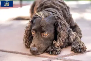 Read more about the article American Water Spaniel breeders and puppies in New York
