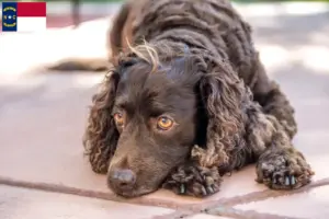 Read more about the article American Water Spaniel breeders and puppies in North Carolina