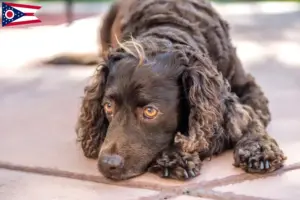 Read more about the article American Water Spaniel breeders and puppies in Ohio