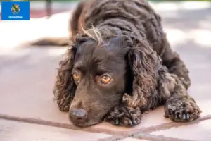 Read more about the article American Water Spaniel breeders and puppies in Oklahoma