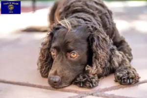 Read more about the article American Water Spaniel breeders and puppies in Oregon