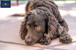 Read more about the article American Water Spaniel breeders and puppies in Pennsylvania