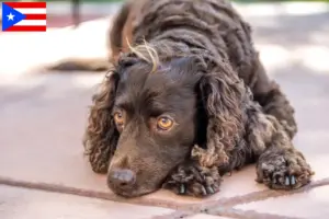 Read more about the article American Water Spaniel breeders and puppies in Puerto Rico