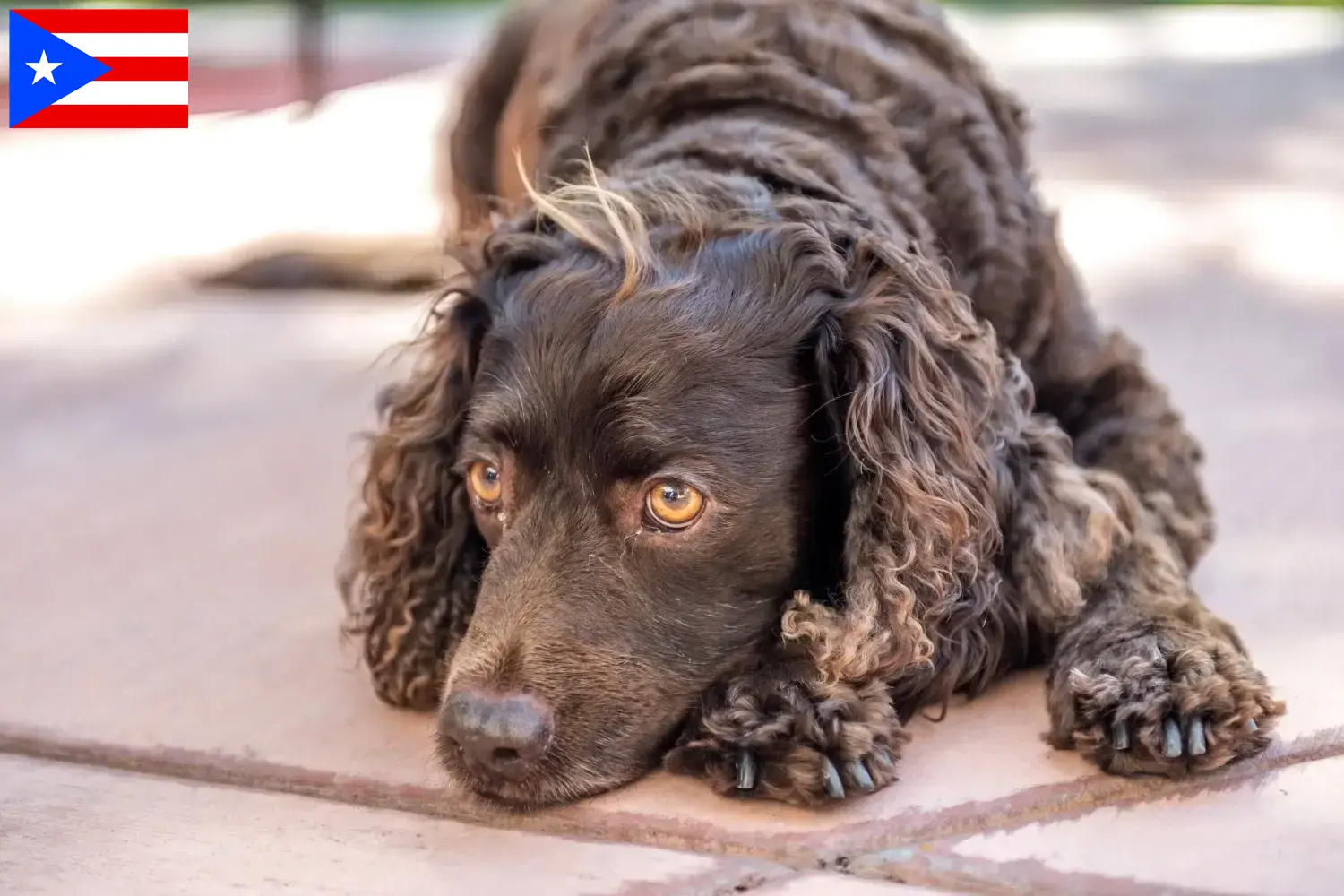 Read more about the article American Water Spaniel breeders and puppies in Puerto Rico