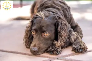 Read more about the article American Water Spaniel breeders and puppies in Rhode Island