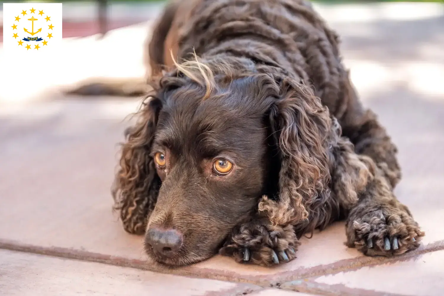 American Water Spaniel puppies and breeders Rhode Island Find American Water Spaniels breeders in Rhode Island.