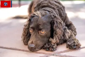 Read more about the article American Water Spaniel breeders and puppies in Tennessee
