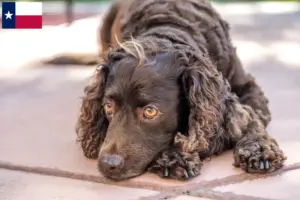 Read more about the article American Water Spaniel breeders and puppies in Texas
