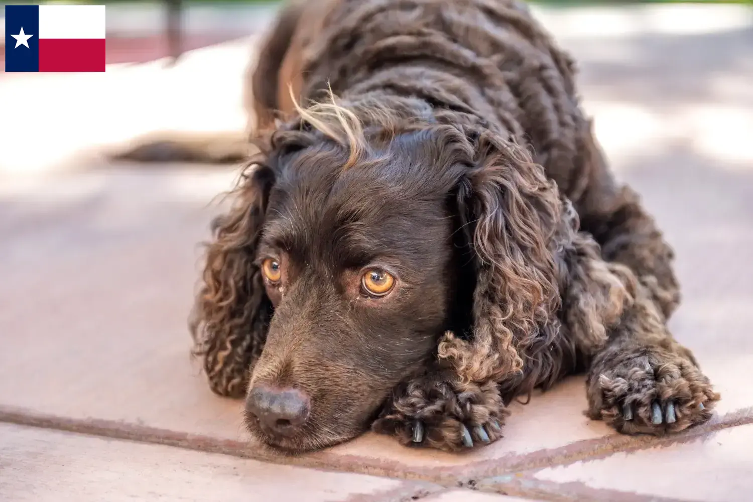 American Water Spaniel puppies and breeders Texas Find American Water Spaniels breeders in Texas.