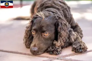 Read more about the article American Water Spaniel breeders and puppies in Utah
