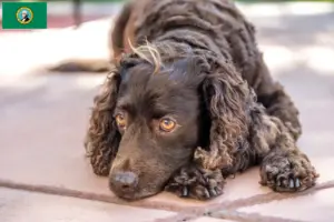 Read more about the article American Water Spaniel breeders and puppies in Washington