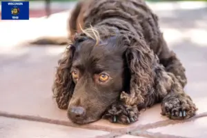 Read more about the article American Water Spaniel breeders and puppies in Wisconsin