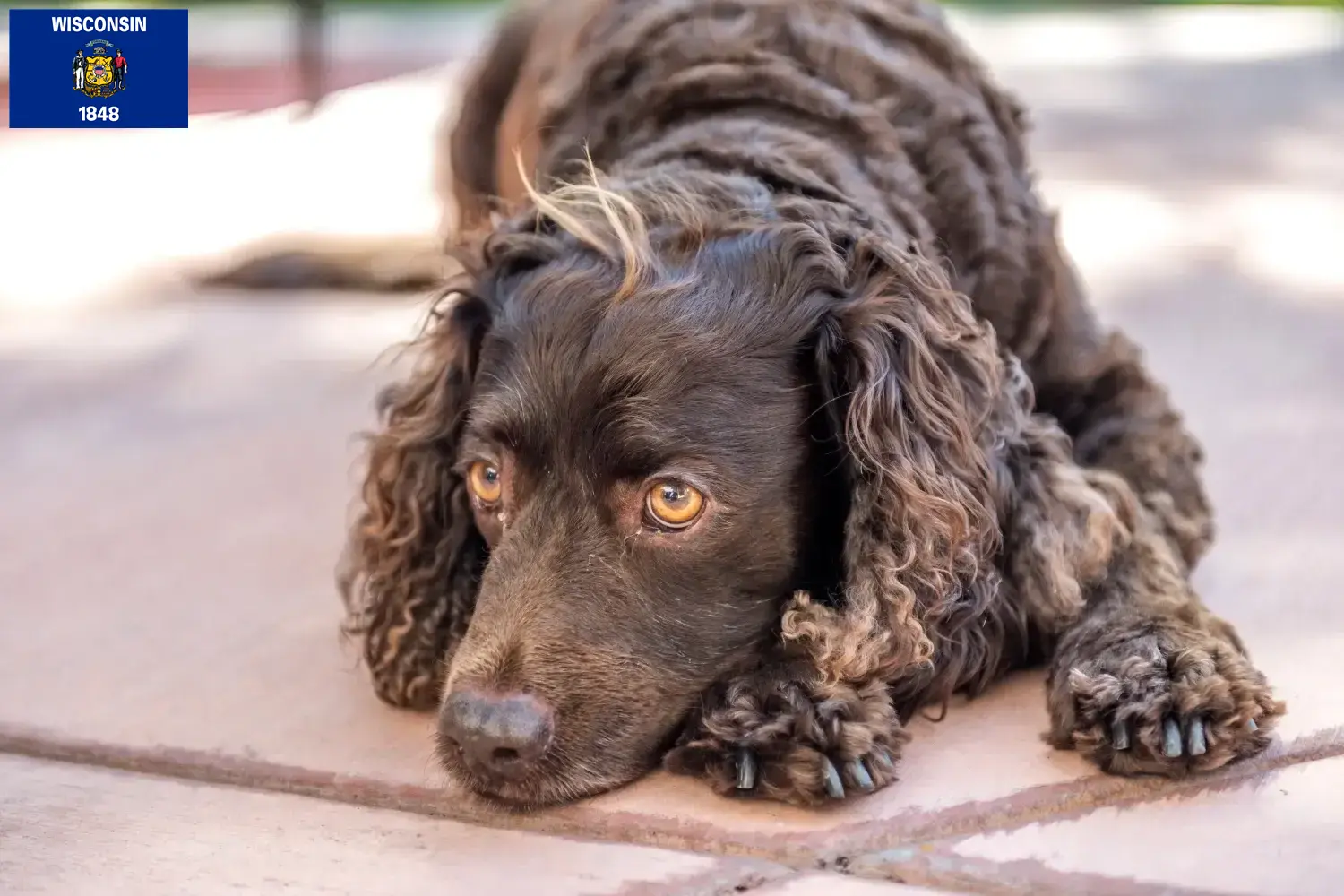 American Water Spaniel puppies and breeders Wisconsin Find American Water Spaniels breeders in Wisconsin.