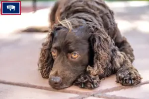 Read more about the article American Water Spaniel breeders and puppies in Wyoming