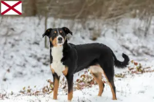 Read more about the article Appenzell Mountain Dog Breeder and Puppies in Alabama