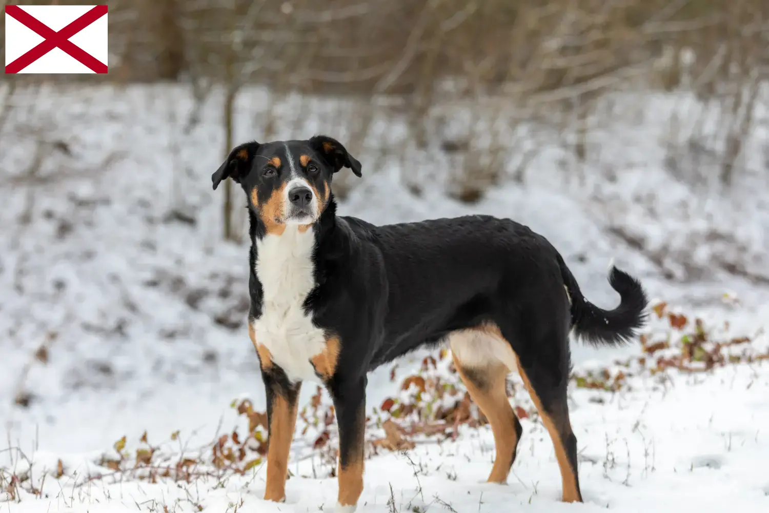 Appenzell Mountain Dog Puppies and Breeder Alabama Find Appenzell Mountain Dog breeders in Alabama.