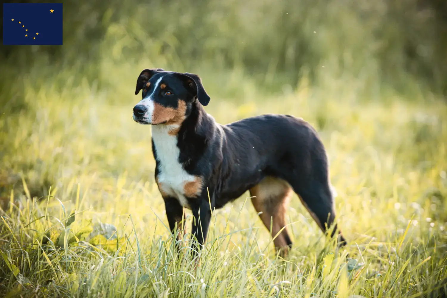 Appenzell Mountain Dog Puppies and Breeder Alaska Find Appenzell Mountain Dog breeders in Alaska.