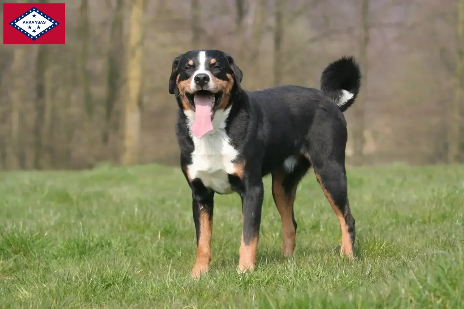 Appenzell Mountain Dog Puppies and Breeder Arkansas Find Appenzell Mountain Dog breeders in Arkansas.