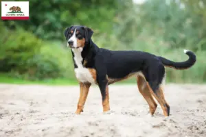Read more about the article Appenzell Mountain Dog Breeder and Puppies in California