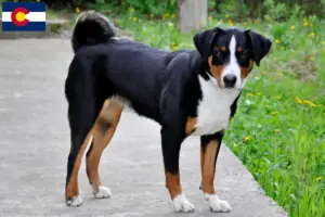 Read more about the article Appenzell Mountain Dog Breeder and Puppies in Colorado