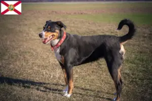 Read more about the article Appenzell Mountain Dog Breeder and Puppies in Florida
