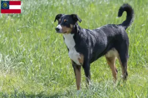 Read more about the article Appenzell Mountain Dog Breeder and Puppies in Georgia