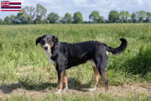Read more about the article Appenzell Mountain Dog Breeder and Puppies in Hawaii