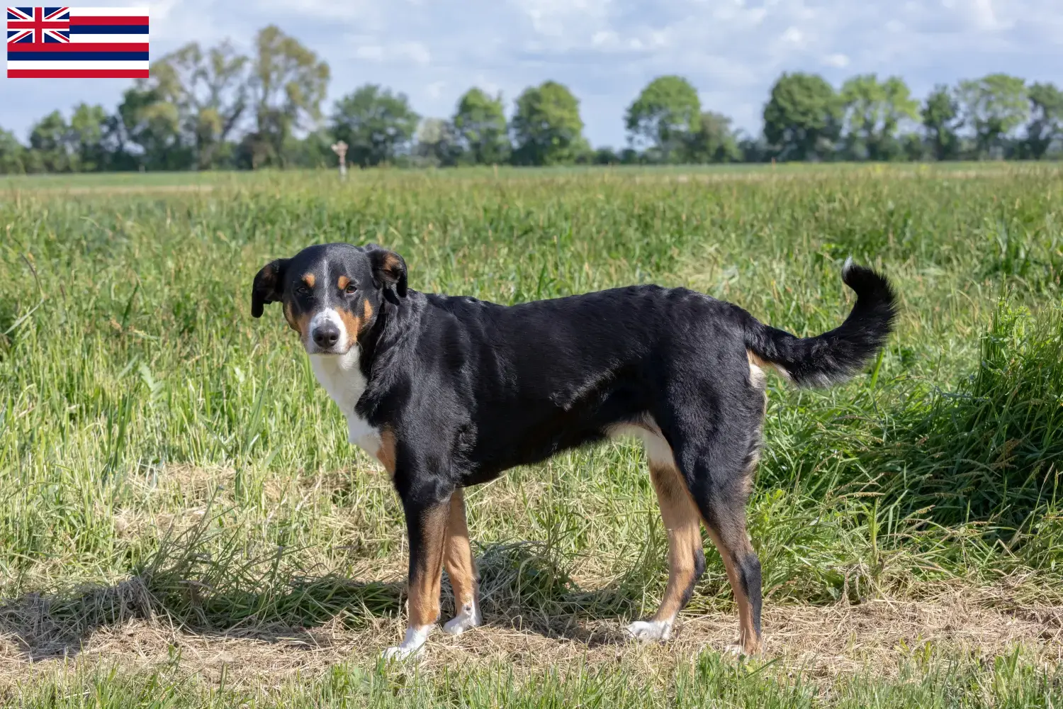 Appenzell Mountain Dog Puppies and Breeder Hawaii Find Appenzell Mountain Dog breeders in Hawaii.