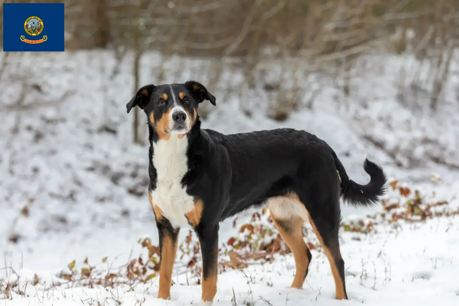 Appenzell Mountain Dog Puppies and Breeder Idaho Find Appenzell Mountain Dog breeders in Idaho.