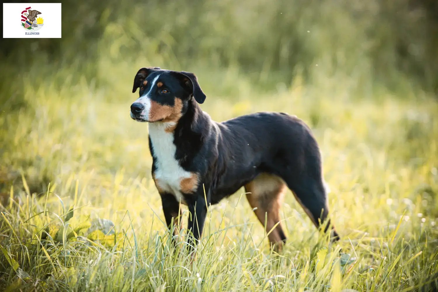 Appenzell Mountain Dog Puppies and Breeder Illinois Find Appenzell Mountain Dog breeders in Illinois.