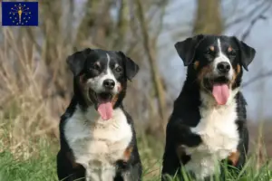Read more about the article Appenzell Mountain Dog Breeder and Puppies in Indiana