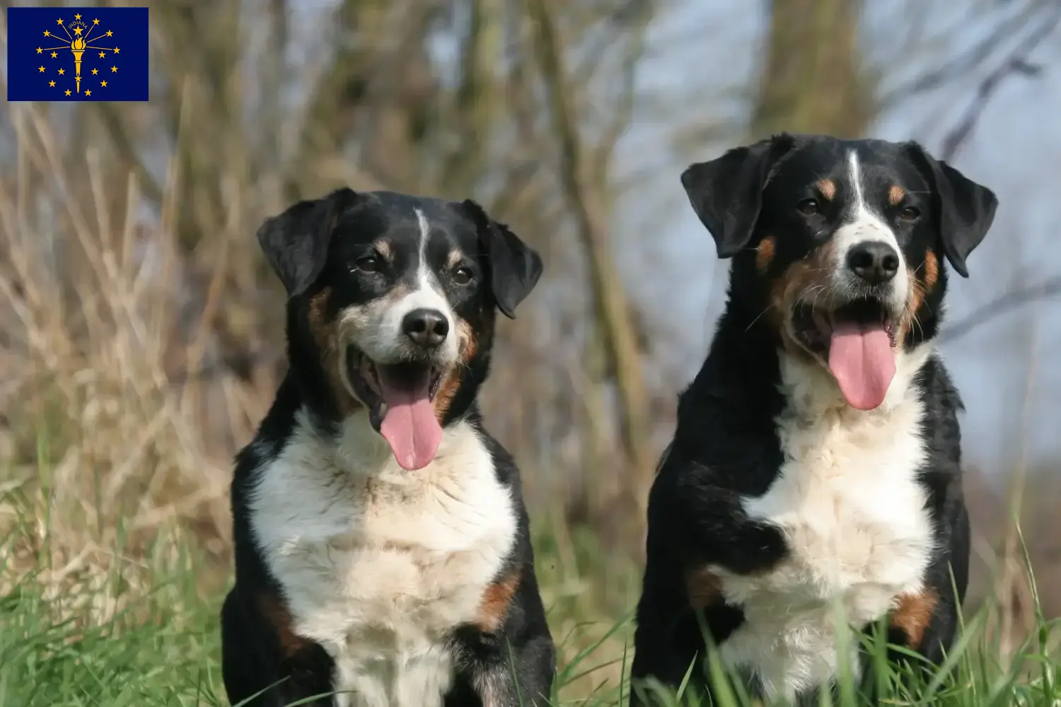 Appenzell Mountain Dog Puppies and Breeder Indiana Find Appenzell Mountain Dog breeders in Indiana.