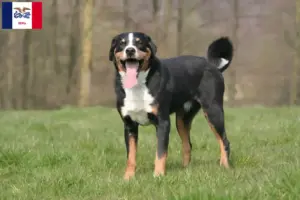 Read more about the article Appenzell Mountain Dog Breeder and Puppies in Iowa