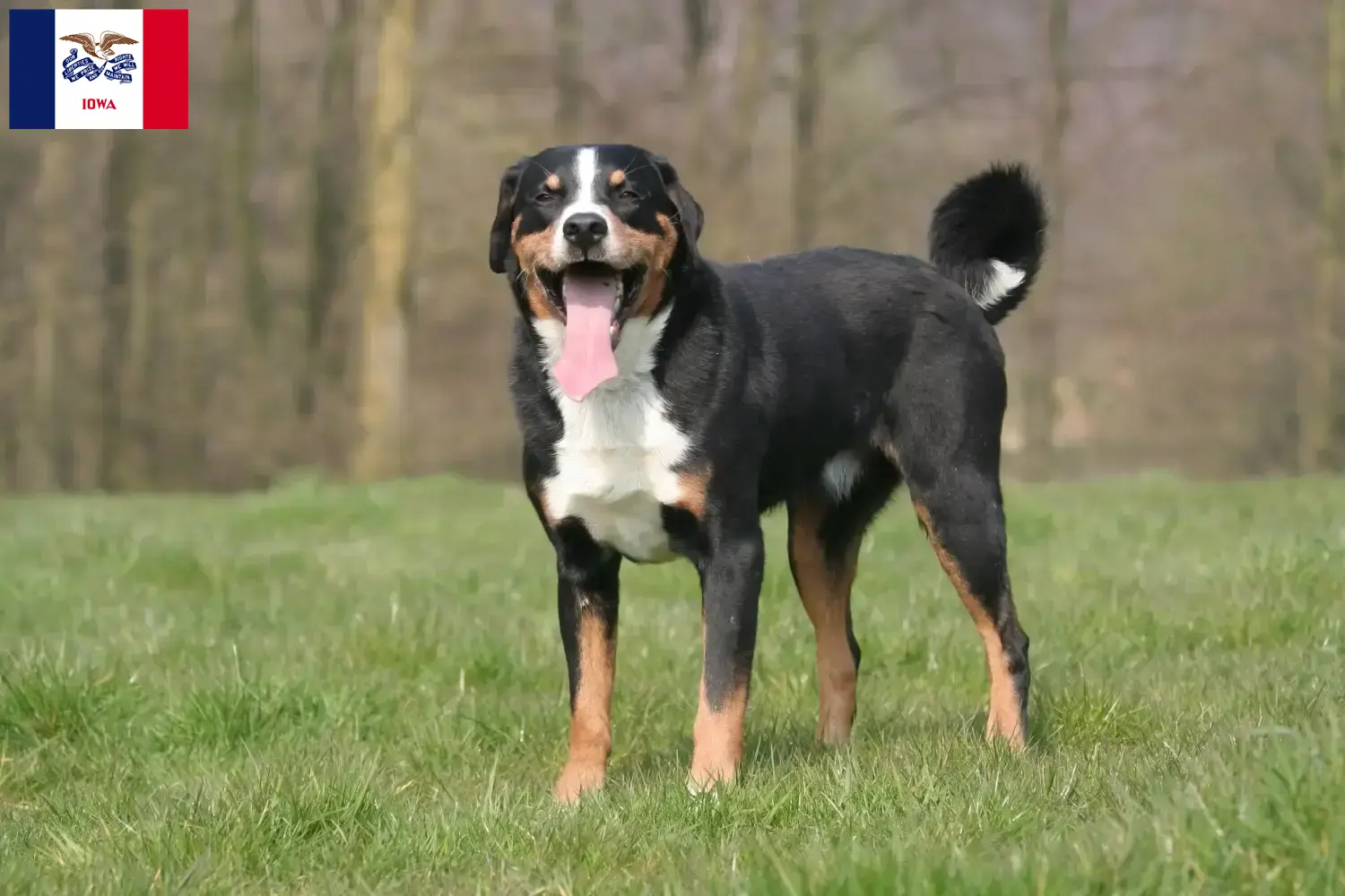 Appenzell Mountain Dog Puppies and Breeder Iowa Find Appenzell Mountain Dog breeders in Iowa.