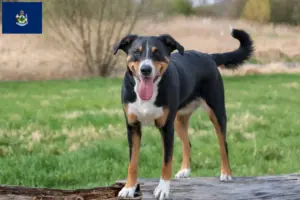 Read more about the article Appenzell Mountain Dog Breeder and Puppies in Maine
