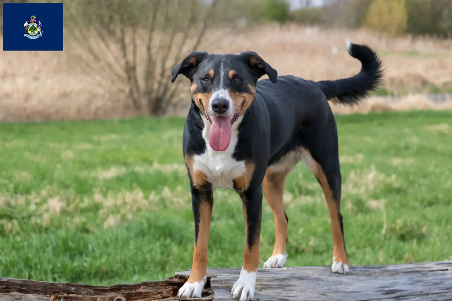 Appenzell Mountain Dog Puppies and Breeder Maine Find Appenzell Mountain Dog breeders in Maine.