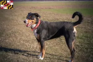 Read more about the article Appenzell Mountain Dog Breeder and Puppies in Maryland