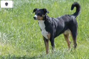 Read more about the article Appenzell Mountain Dog Breeder and Puppies in Massachusetts