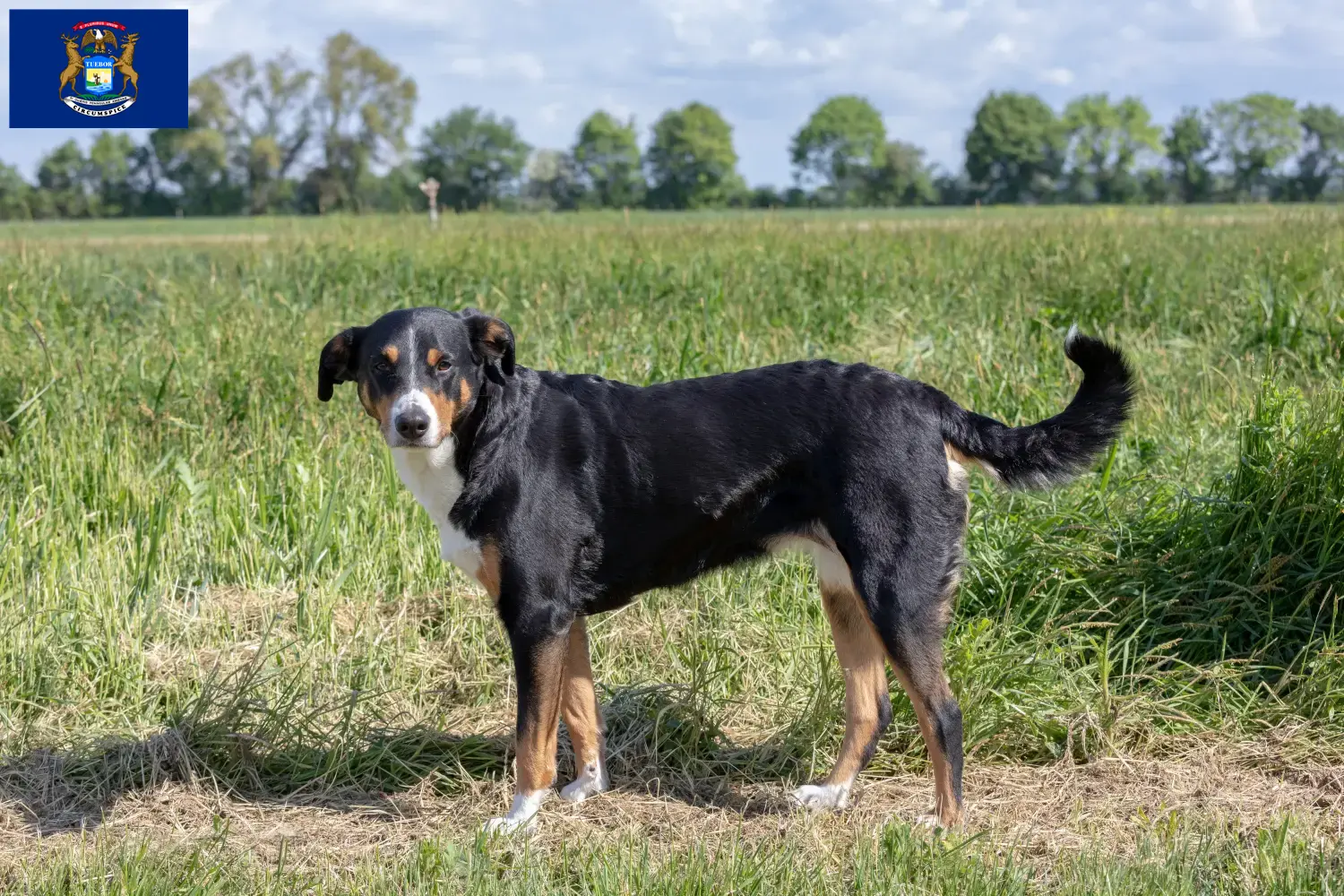Appenzell Mountain Dog Puppies and Breeder Michigan Find Appenzell Mountain Dog breeders in Michigan.