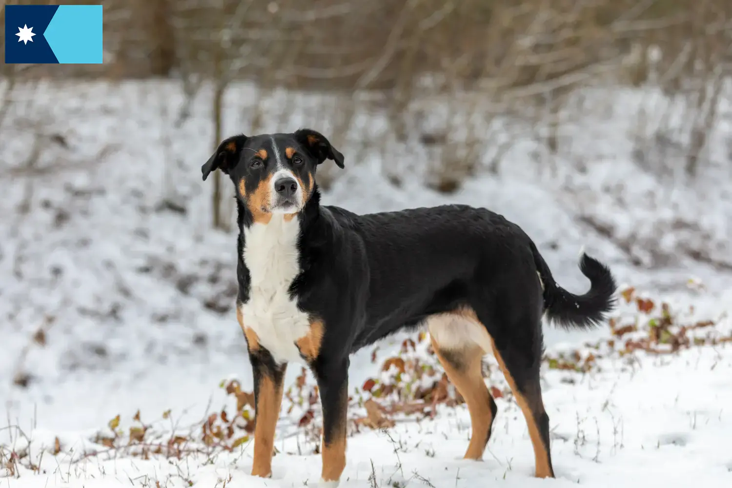 Appenzell Mountain Dog Puppies and Breeder Minnesota Find Appenzell Mountain Dog breeders in Minnesota.