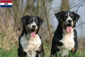 Read more about the article Appenzell Mountain Dog Breeder and Puppies in Missouri