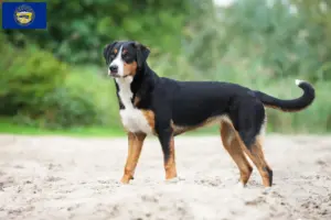 Read more about the article Appenzell Mountain Dog Breeder and Puppies in Nebraska