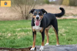 Read more about the article Appenzell Mountain Dog Breeder and Puppies in New Jersey