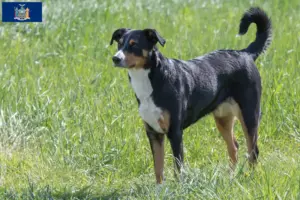 Read more about the article Appenzell Mountain Dog Breeder and Puppies in New York