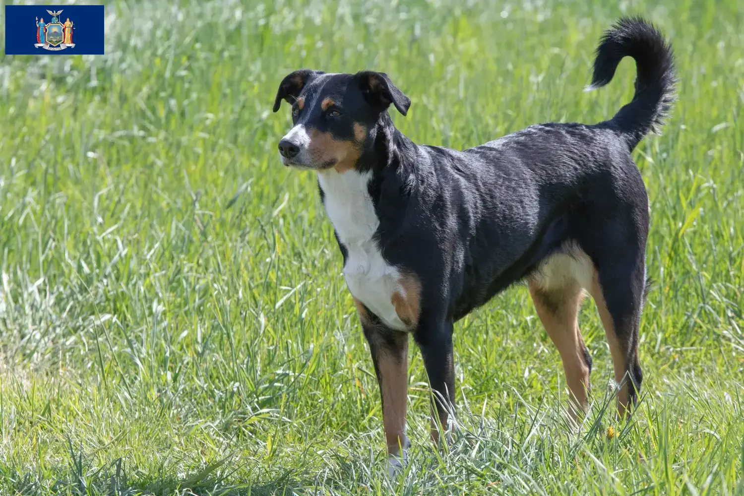 Appenzell Mountain Dog Puppies and Breeder New York Find Appenzell Mountain Dog breeders in New York.