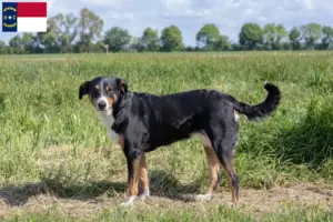 Read more about the article Appenzell Mountain Dog Breeder and Puppies in North Carolina