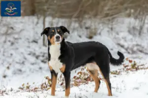 Read more about the article Appenzell Mountain Dog Breeder and Puppies in North Dakota